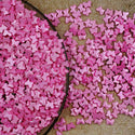 SHINE PINK BUTTERFLY 105 GM